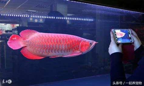 燈泡顏色選擇 紅龍魚可以吃嗎
